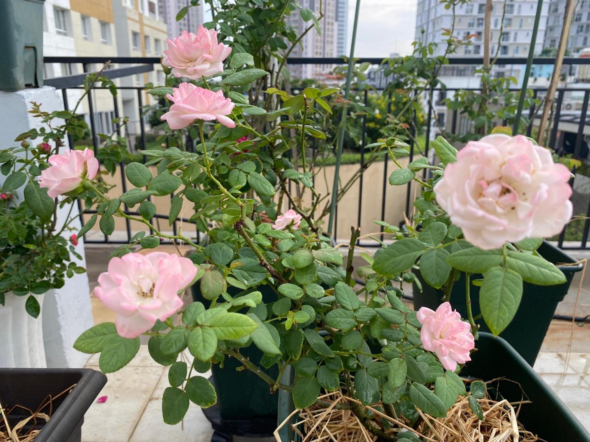 Homey Apartment 胡志明市 外观 照片